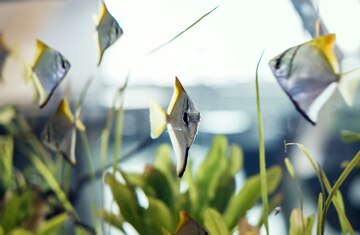 صورة من AFAAK